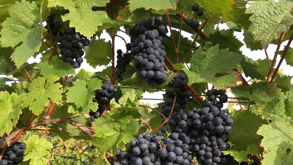 Blå druer på stokken hos Weingut Bauer. Foto: Weingut Bauer.