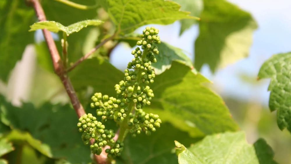 Vinranken i blomst hos Weingut Bauer. Foto: Weingut Bauer.