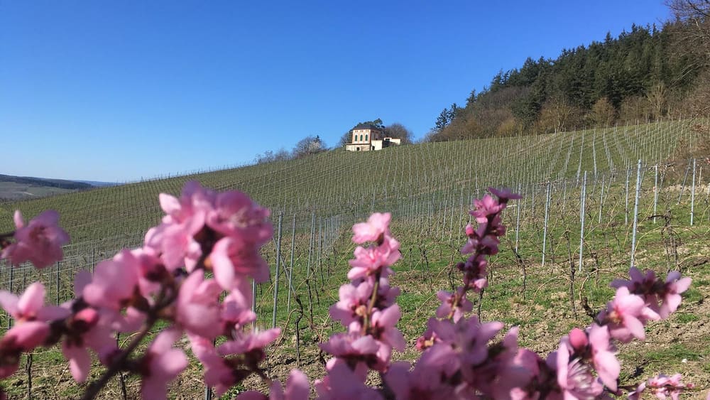 Blomstring i vinmarken om våren. Foto: Weingut Bauer.