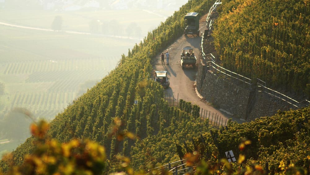 Bratt vinmark hos Weingut Bauer. Foto: Weingut Bauer.