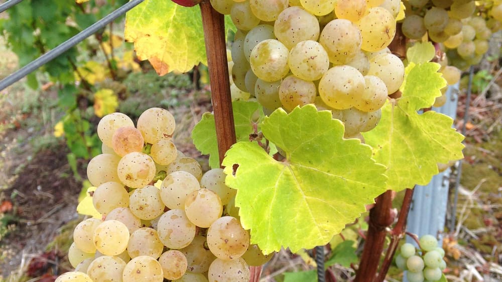 Grønne druer på stokken hos Weingut Bauer. Foto: Weingut Bauer.