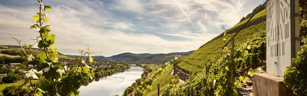 Brauneberger Juffer ved Mosel. Foto: Weingut Bauer.