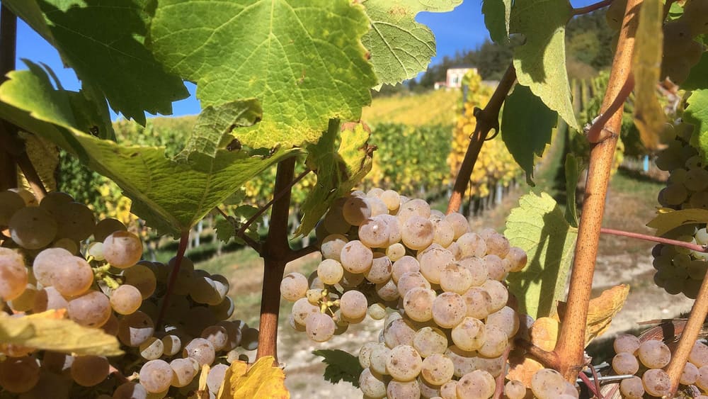 Moden klase hos Weingut Bauer. Foto: Weingut Bauer.