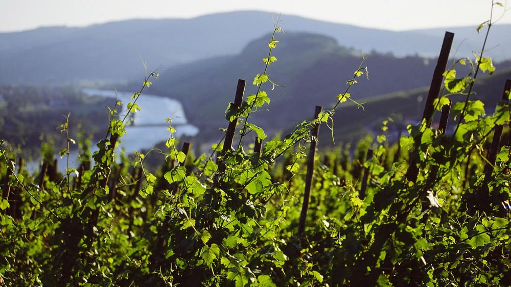Moselen og vinmarkene rundt Mülheim. Foto: Weingut Bauer.
