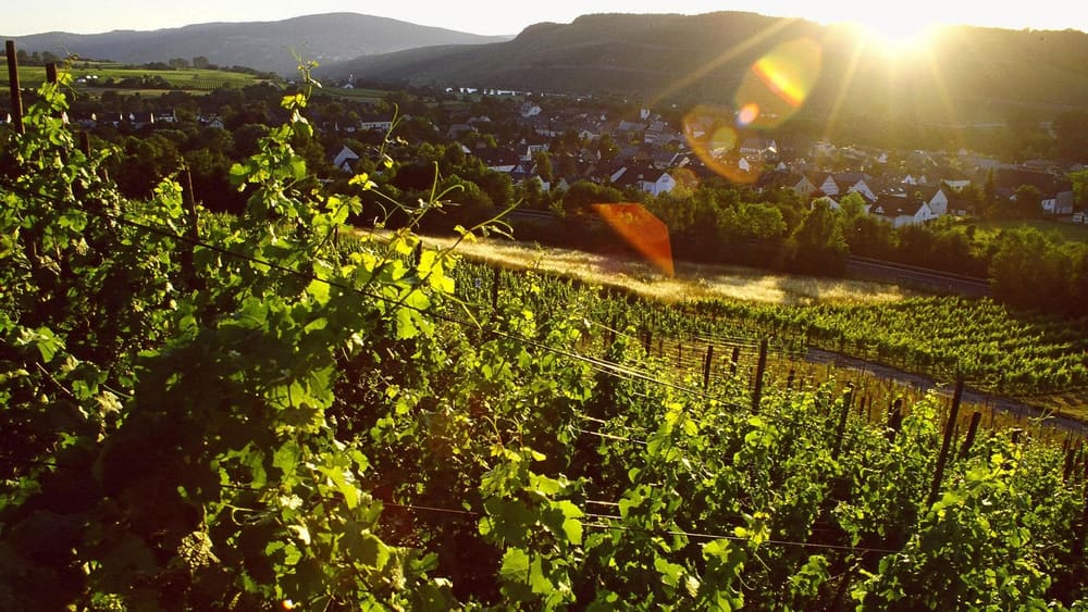 Kveldssol over vinmarkene hos Weingut Bauer. Foto: Weingut Bauer.