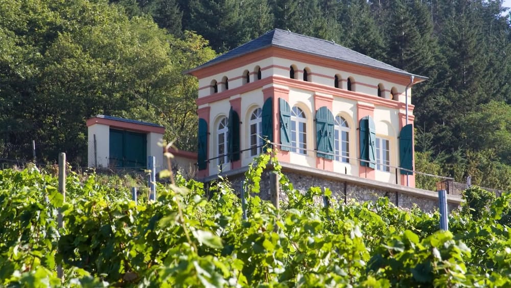 Villaen i vinmarken hos Weingut Bauer. Foto: Weingut Bauer.
