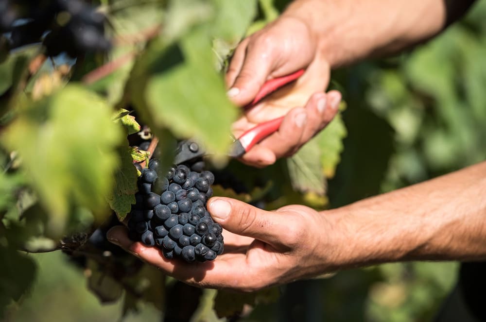 Blå druer på stokken hos Mountfield. Foto: Mountfield Winery.