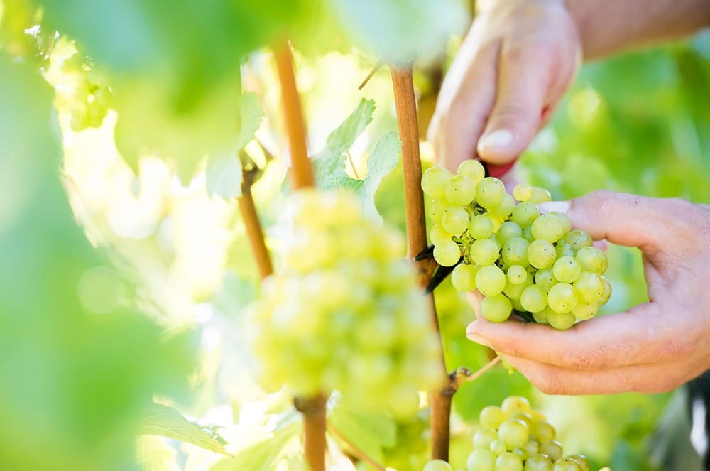 Grønne druer på stokken hos Mountfield. Foto: Mountfield Winery.