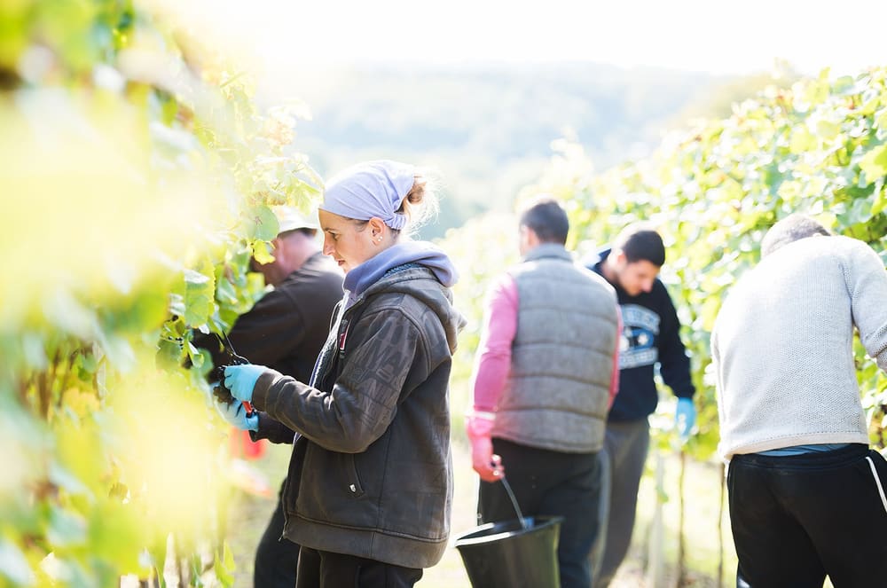 Innhøsting for hånd på Mountfield. Foto: Mountfield Winery.