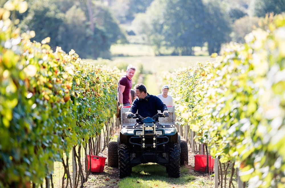Druekassene hentes ut av vinmarken på Mountfield. Foto: Mountfield Winery.