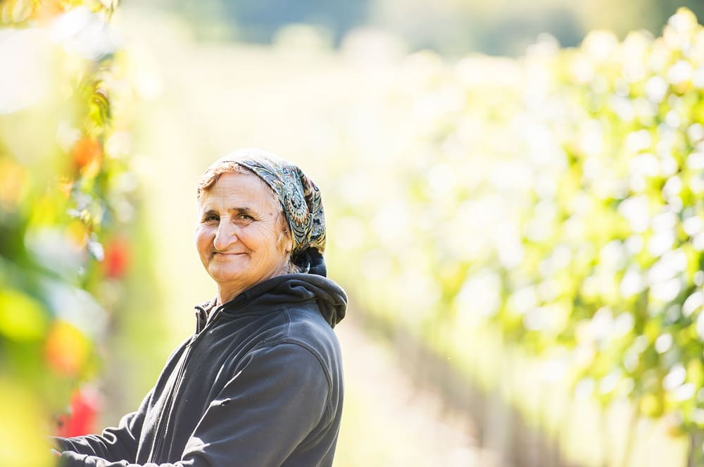 Innhøsting i radene på Mountfield. Foto: Mountfield Winery.