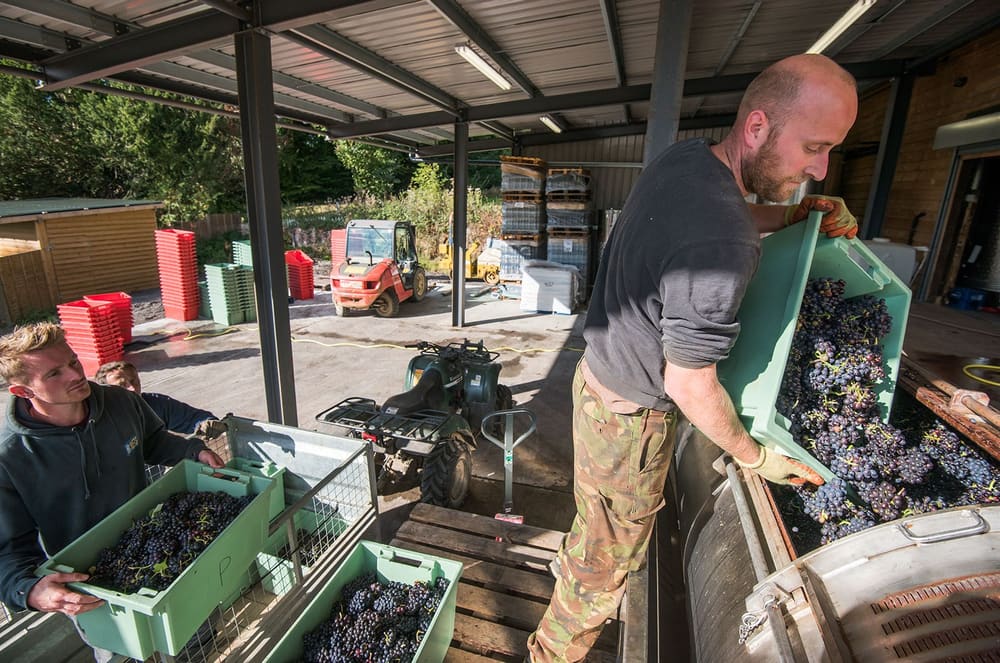 Druene tømmes til pressing på Mountfield. Foto: Mountfield Winery.