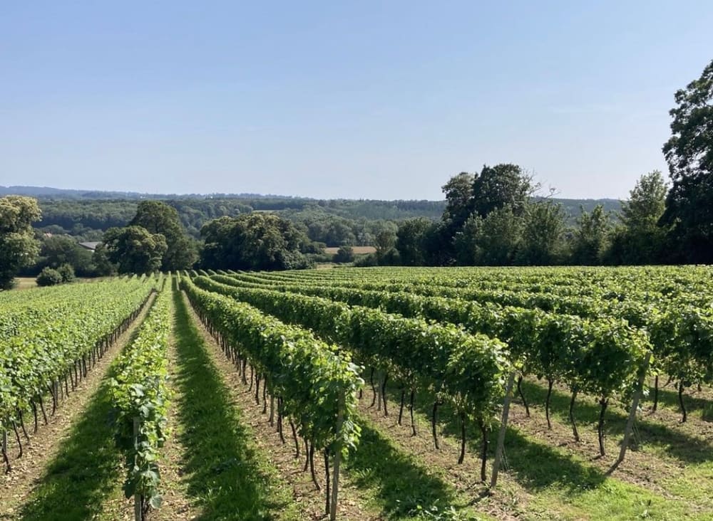 Radene på Mountfield om sommeren. Foto: Mountfield Winery.