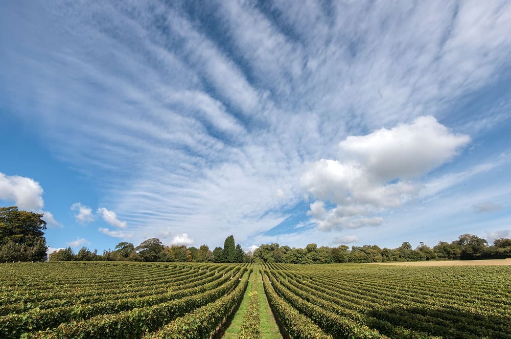 Vinmarken på Mountfield i East Sussex. Foto: Mountfield Winery.