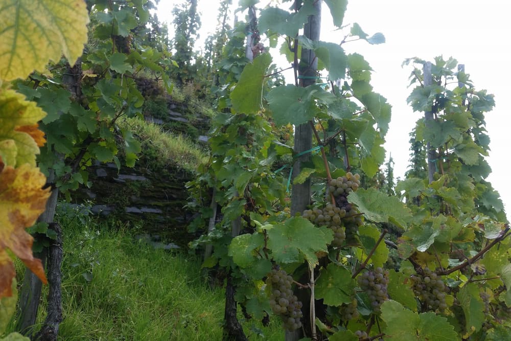 Bratt vinmark hos Paulinshof ved Mosel. Foto: Weingut Paulinshof.