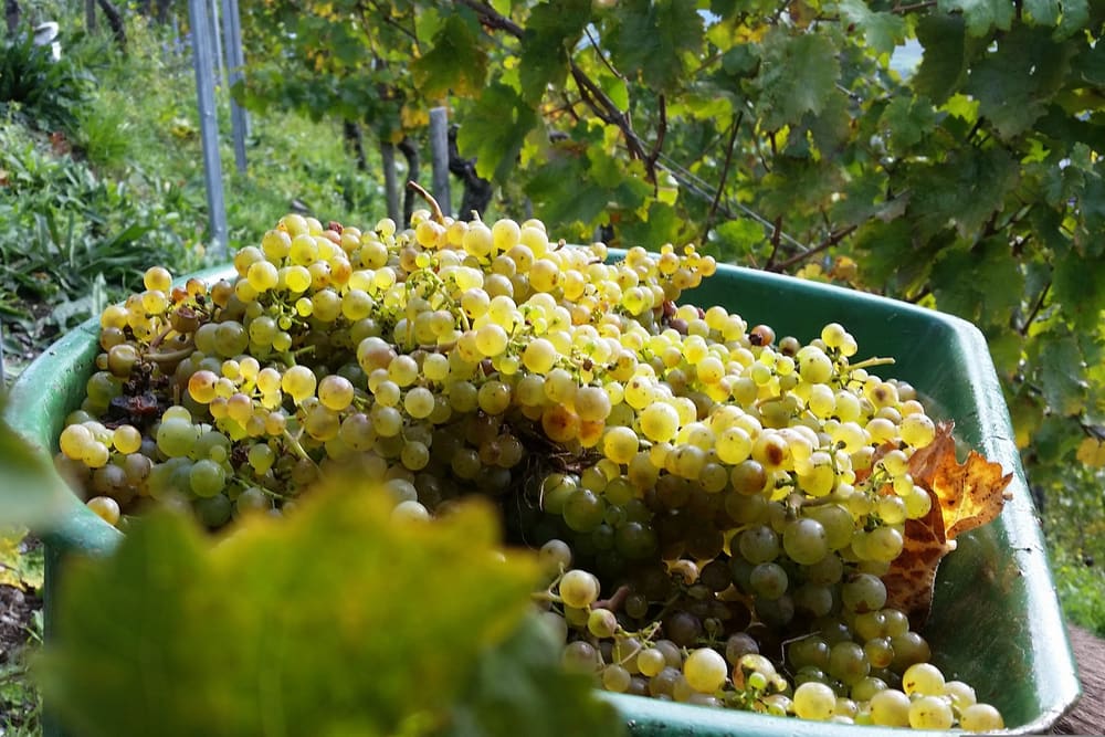 Nyplukkede druer hos Paulinshof. Foto: Weingut Paulinshof.