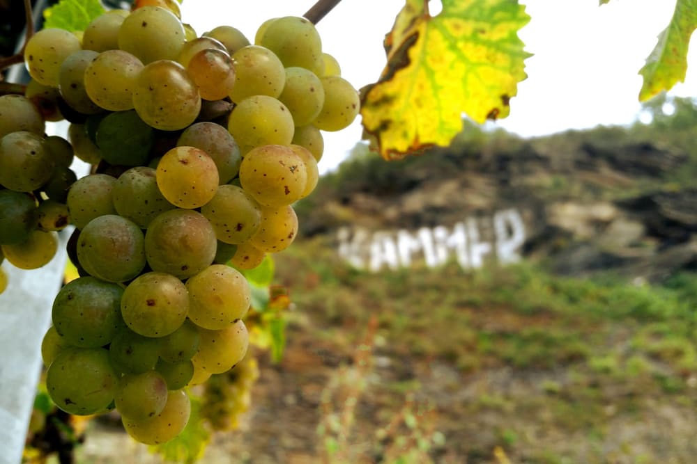 Druer i Brauneberger Kammer. Foto: Weingut Paulinshof.