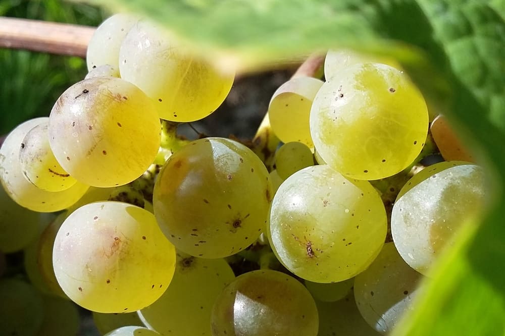 Moden klase hos Paulinshof. Foto: Weingut Paulinshof.