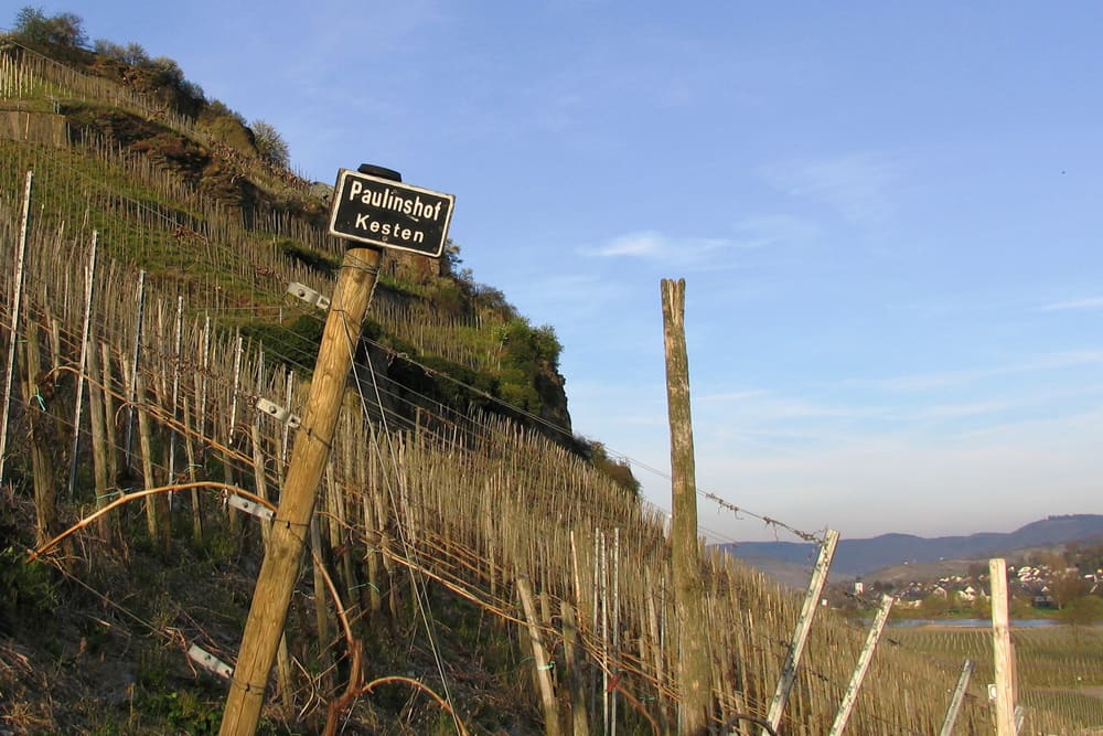 Vinmarken hos Paulinshof, med stokker på stolpe. Foto: Weingut Paulinshof.
